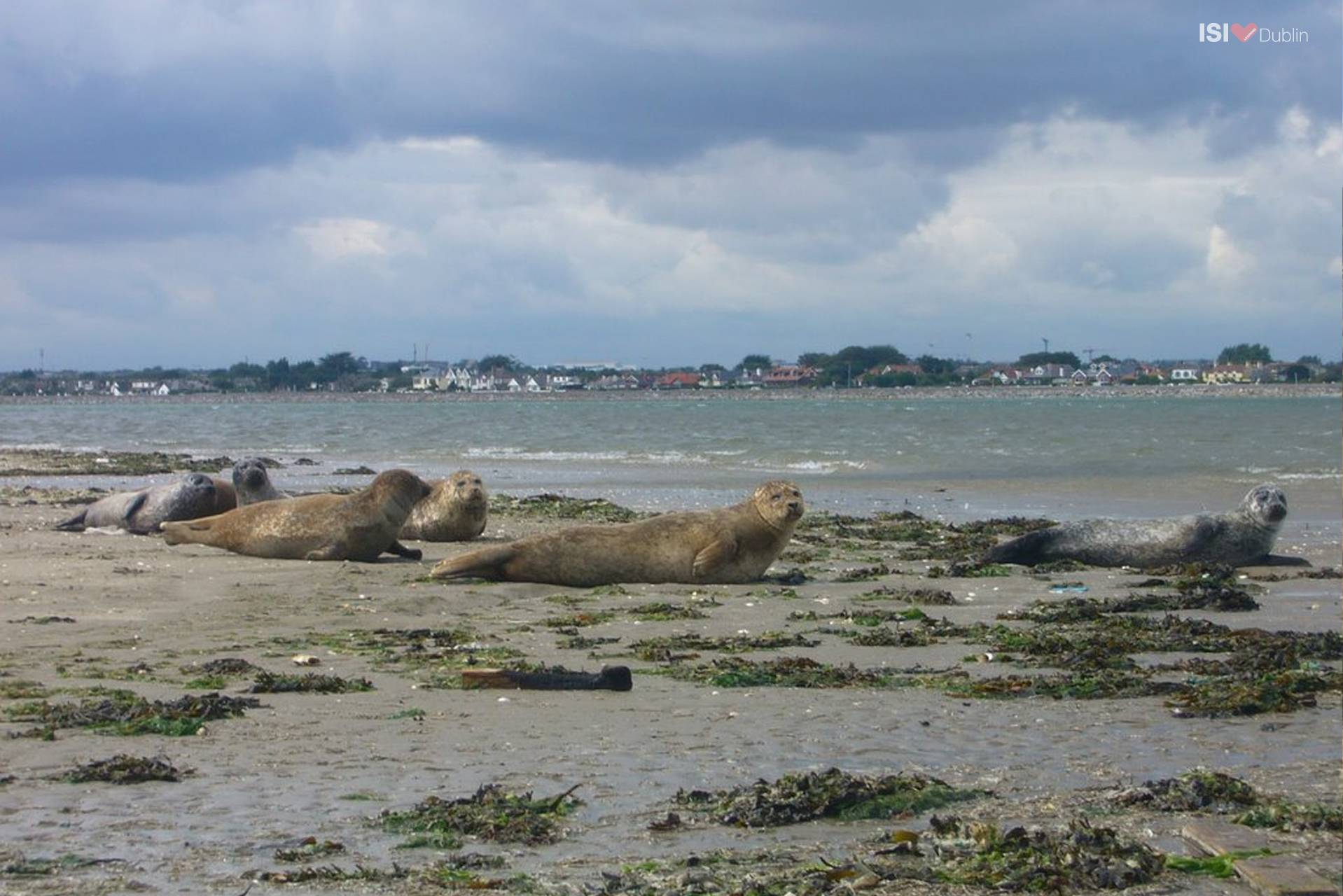 Wild life in Bull Island