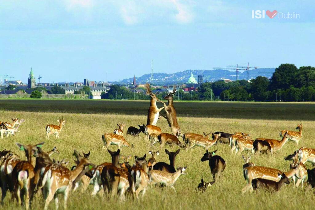 The Phoenix Park,Dublin,Ireland,studying English in Dublin,Wellington Monument,President,Magazine Fort,Papal Cross,deer