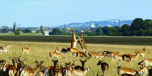 The Phoenix Park,Dublin,Ireland,studying English in Dublin,Wellington Monument,President,Magazine Fort,Papal Cross,deer